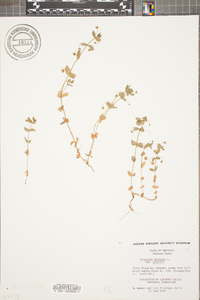 Lysimachia arvensis image