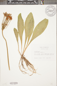 Dodecatheon meadia image