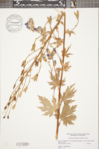 Aconitum columbianum image