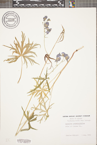 Aconitum delphiniifolium image