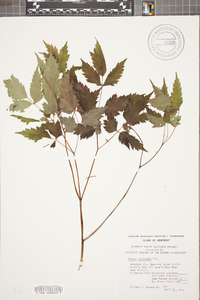 Actaea pachypoda image