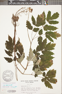 Actaea pachypoda image