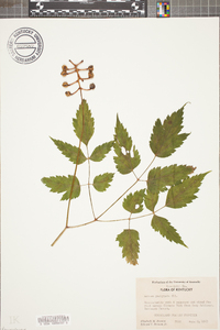 Actaea pachypoda image