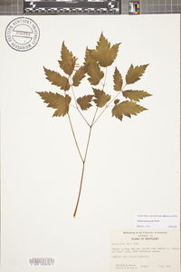 Actaea pachypoda image