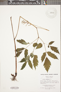 Actaea pachypoda image