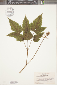 Actaea pachypoda image