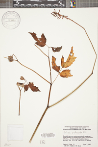 Actaea pachypoda image