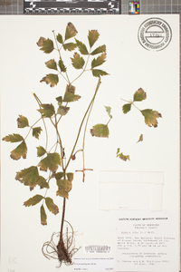 Actaea pachypoda image