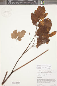 Actaea pachypoda image