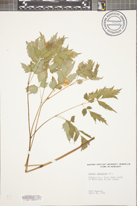 Actaea pachypoda image