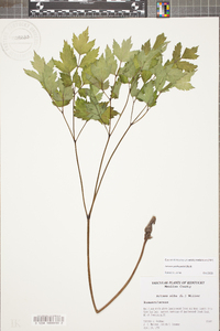 Actaea pachypoda image