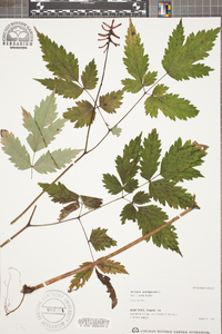 Actaea pachypoda image