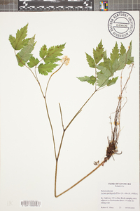 Actaea pachypoda image