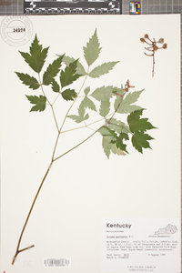 Actaea pachypoda image