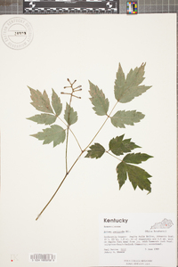 Actaea pachypoda image