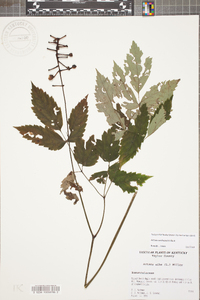 Actaea pachypoda image