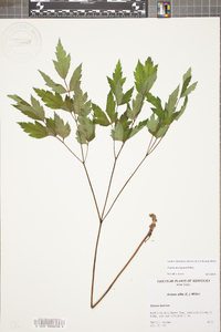 Actaea pachypoda image