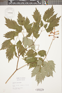 Actaea pachypoda image