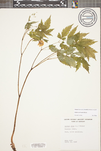 Actaea pachypoda image