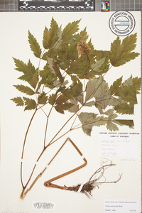 Actaea pachypoda image