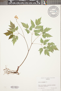 Actaea pachypoda image