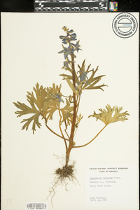 Delphinium tricorne image