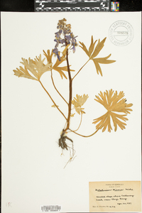 Delphinium tricorne image