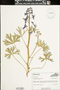 Delphinium tricorne image