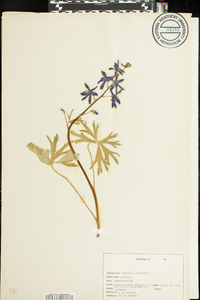Delphinium tricorne image