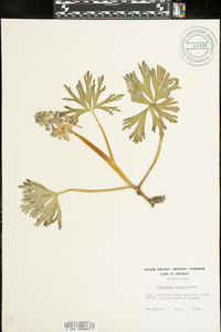 Delphinium tricorne image