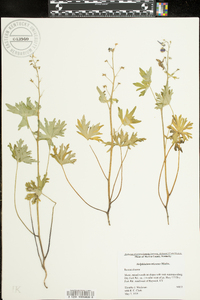 Delphinium tricorne image