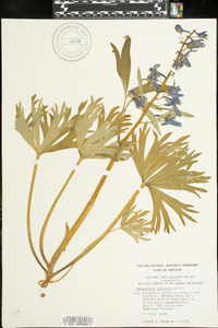 Delphinium tricorne image