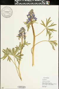 Delphinium tricorne image