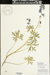 Delphinium tricorne image