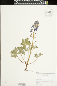 Delphinium tricorne image