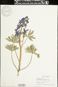 Delphinium tricorne image