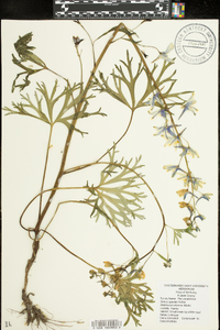 Delphinium tricorne image