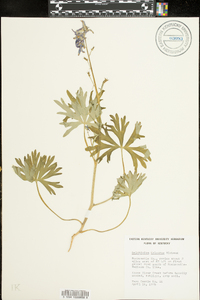 Delphinium tricorne image