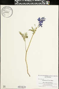 Delphinium tricorne image