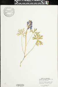 Delphinium tricorne image