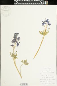 Delphinium tricorne image