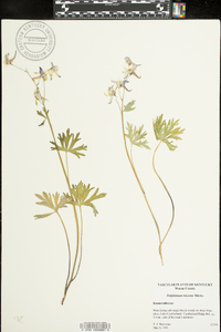 Delphinium tricorne image