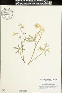 Delphinium tricorne image