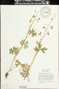 Delphinium tricorne image