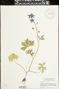 Delphinium tricorne image