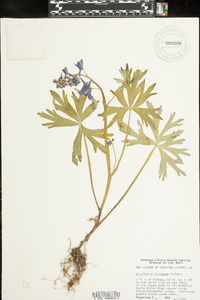 Delphinium tricorne image