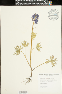 Delphinium tricorne image