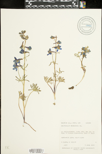 Delphinium menziesii image