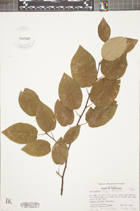 Amelanchier laevis image