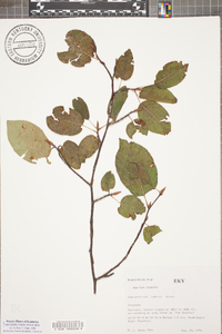 Amelanchier laevis image